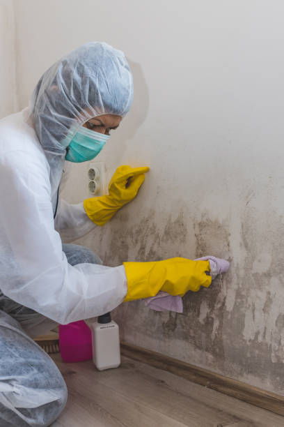 Best Mold-Related Health Consultation  in Corbin, KY