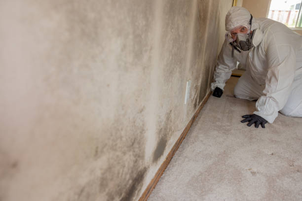 Best Dehumidification Services  in Corbin, KY